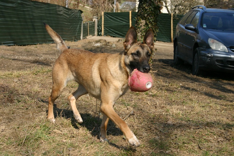 Fidjie Land van mechelaar